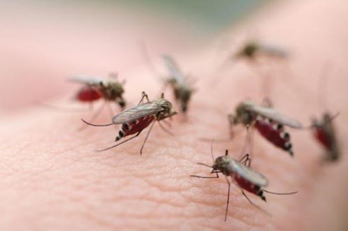 Bài tuyên truyền về phòng chống bệnh sốt xuất huyết